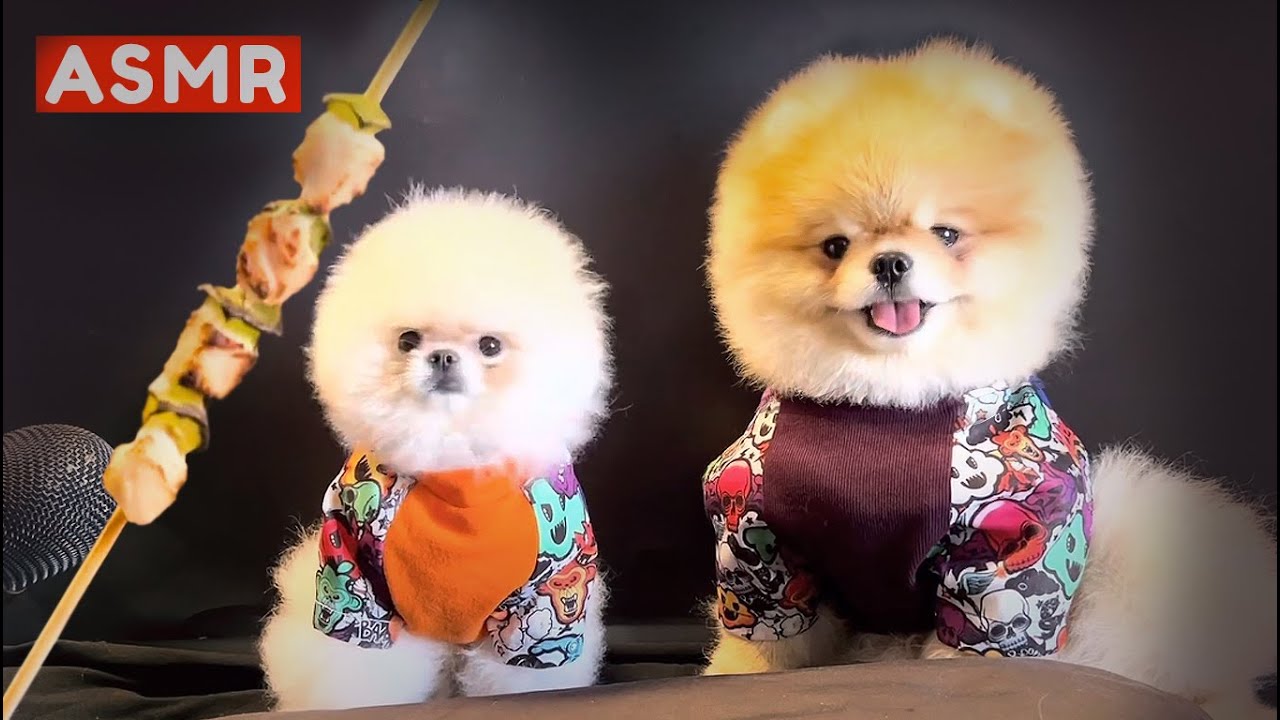 Dogs Eating Chicken Kebab ASMR YouTube