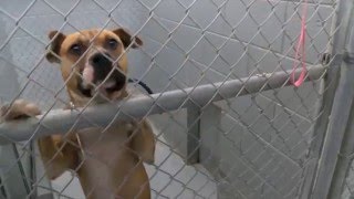 High Euthanasia Rates Causing Concern in Wise County, VA