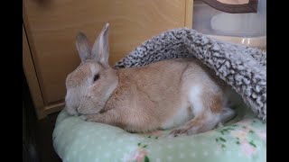 大好きなパイナップルジュースを飲むうさぎのモコ Youtube