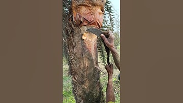 Extracting juice from palm trees #nature #youtubeshorts