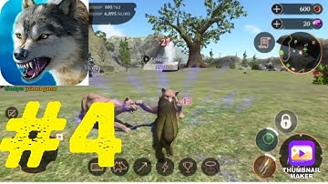 The Wolf Simulator- Gameplay Walkthrough Part 4 Black Wolf Hunts Cougars ( iOS/ Android ) # 4
