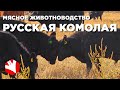 Русская комолая порода коров | Кормозаготовка и содержание коров | Мясное животноводство