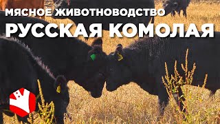 Русская комолая порода коров | Кормозаготовка и содержание коров | Мясное животноводство