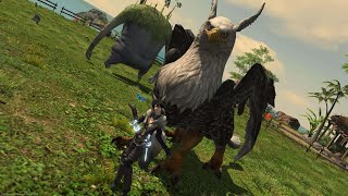 FFXIV Griffin location in iseland sanctuary