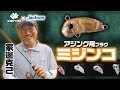 ミジンコ【サーティフォーとジャクソンがコラボ】新型アジングプラグを家邊克己が生解説