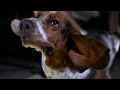 Basset hound in slow motion