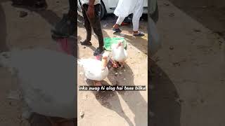 Rajhans | swan | big duck | batthakh | bakarganj bajar