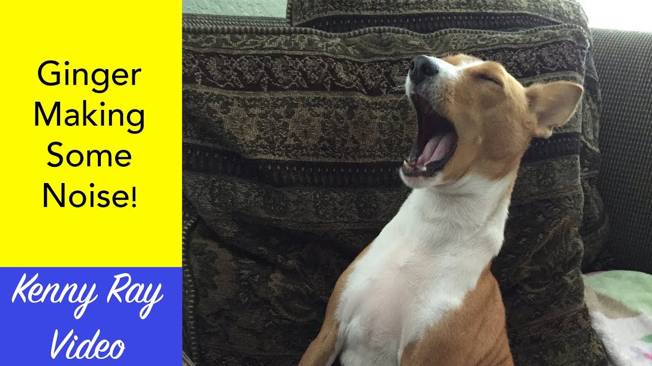 Basenji Singing