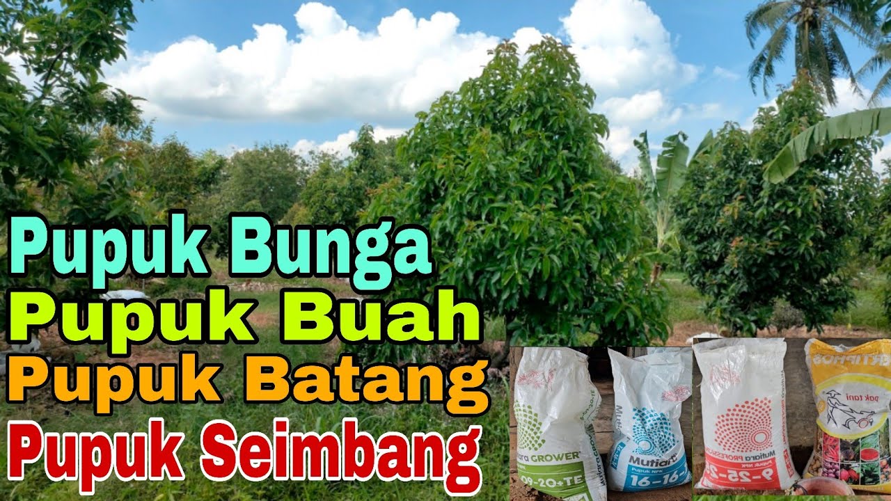 Jenis-Jenis Pupuk yang digunakan Pada Kebun Alpukat Bitshopking