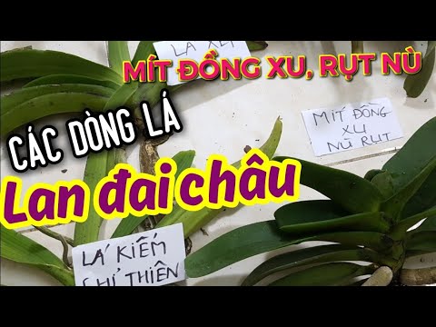 Thế nào là đai châu lá mít rụt, nù , lá kiếm, lá xếp, Phân biệt các dòng lá của lan đai châu | Foci