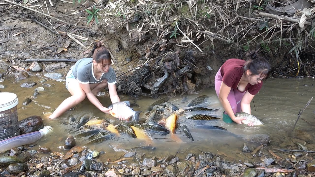 Interesting Fishing Video: Young Girl Sucked Water From a Nearly Dry Puddle And Caught Many Big Fish