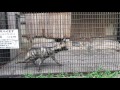 シマハイエナ  羽村市動物公園 の動画、YouTube動画。