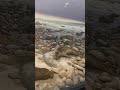 Harbor Seal Diorama@American Museum of Natural History | New York | #Shorts | Cool Places