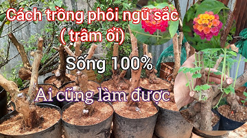 Cách trồng phôi hoa ngũ sắc trâm ổi sống 100% cho người mới chơi