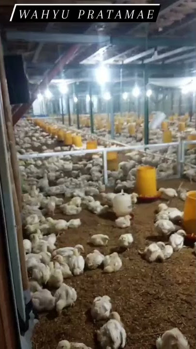 story wa ayam potong