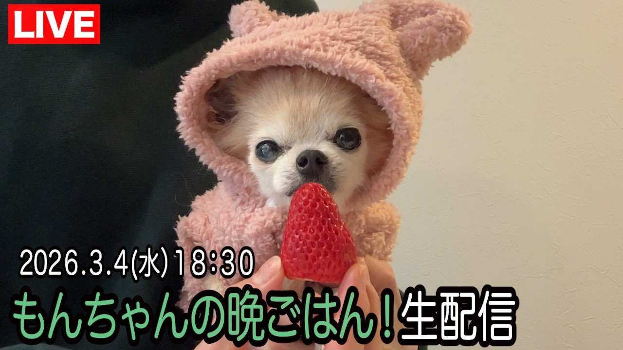 もんちゃんの晩御飯生配信！