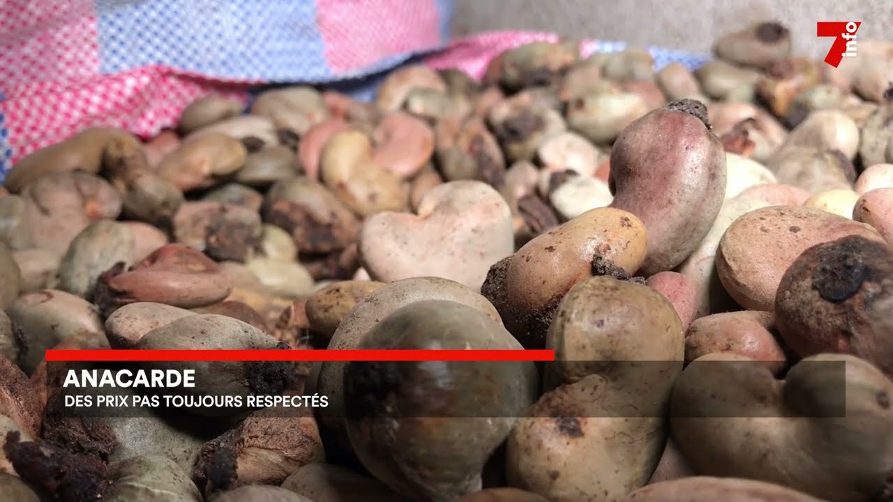 Anacarde : les producteurs dénoncent le non-respect du prix bord champ