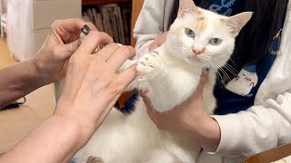 瞑想猫(*´꒳`*) 三毛猫　タレ耳ちゃん 新人三毛猫みつ1才 真実を知ってしまうw - YouTube