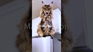 From Afar It Looks Like A Lion,But Up Close Its Just A Cat