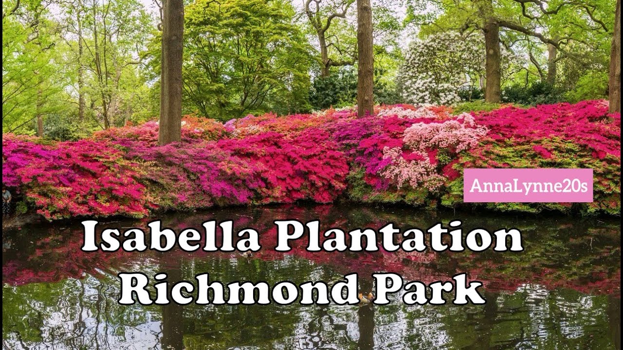 Richmond Park Isabella Plantation London UK - Sunny Relaxing Walk Full Bloom Azaleas & Rhododendrons