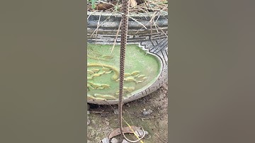 Chú rắn dài kỳ lạ không thấy đầu #snake #birds #animals #cobrasnake #cute #funny #185