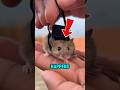 He Attached a Camera On A Rat and this Happened ‼️😱