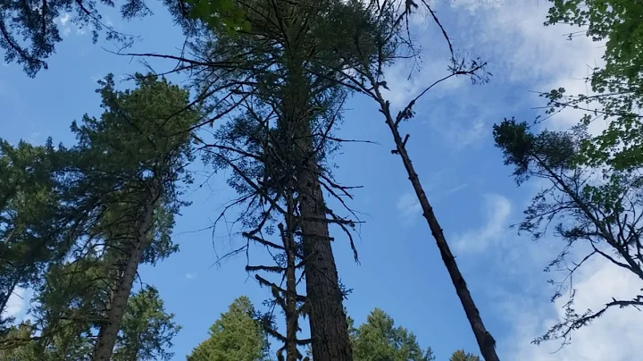 Oregon Timber Falling near Eugene