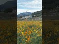 경남 양산 황산공원 가을 풍경 갈대 황코스모스 댑싸리 #양산 #황산공원 #가을 #여행 #갈대 #황코스모스 #댑싸리