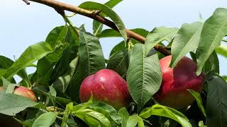 Kako Oformiti Stabla I Krošnje Kod Breskve I Nektarine