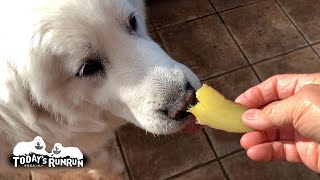 お芋をたくさんいただいてとても嬉しかったルンルンです　Great Pyrenees　グレートピレニーズ