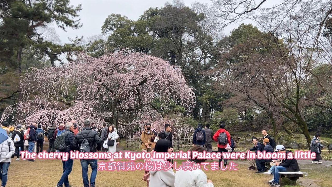 京都御苑の枝垂れ桜は少し咲いていましたThe weeping cherry blossoms at Kyoto Imperial Palace