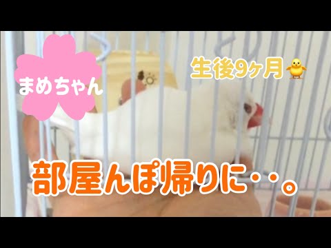 〔まめちゃん生後9ヶ月〕部屋んぽ帰りに‥。