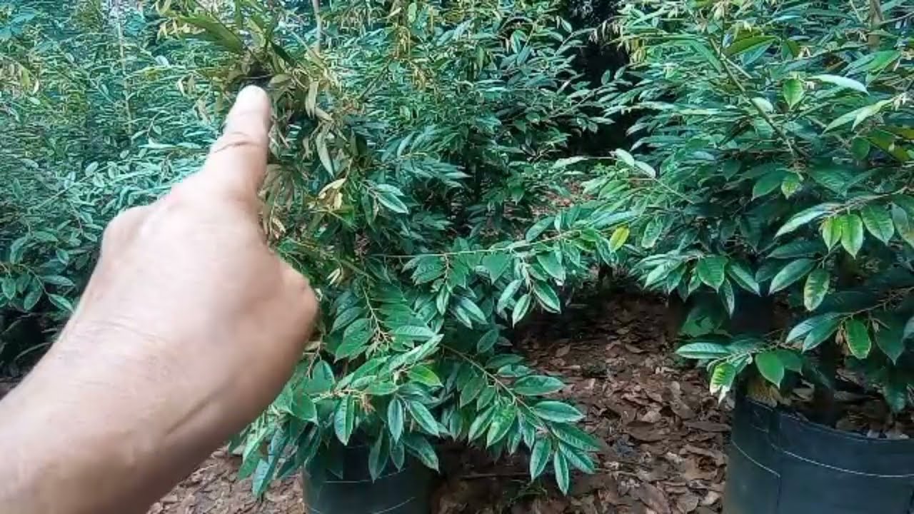 BAWOR  DURIHITA 3MTRAN SEDANG MENUNGGU SULTAN YG TAU KUALITAS BIBIT 081328018166