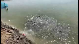 Fish Farming Fish Seed Business Contact Number Mo.9898309727