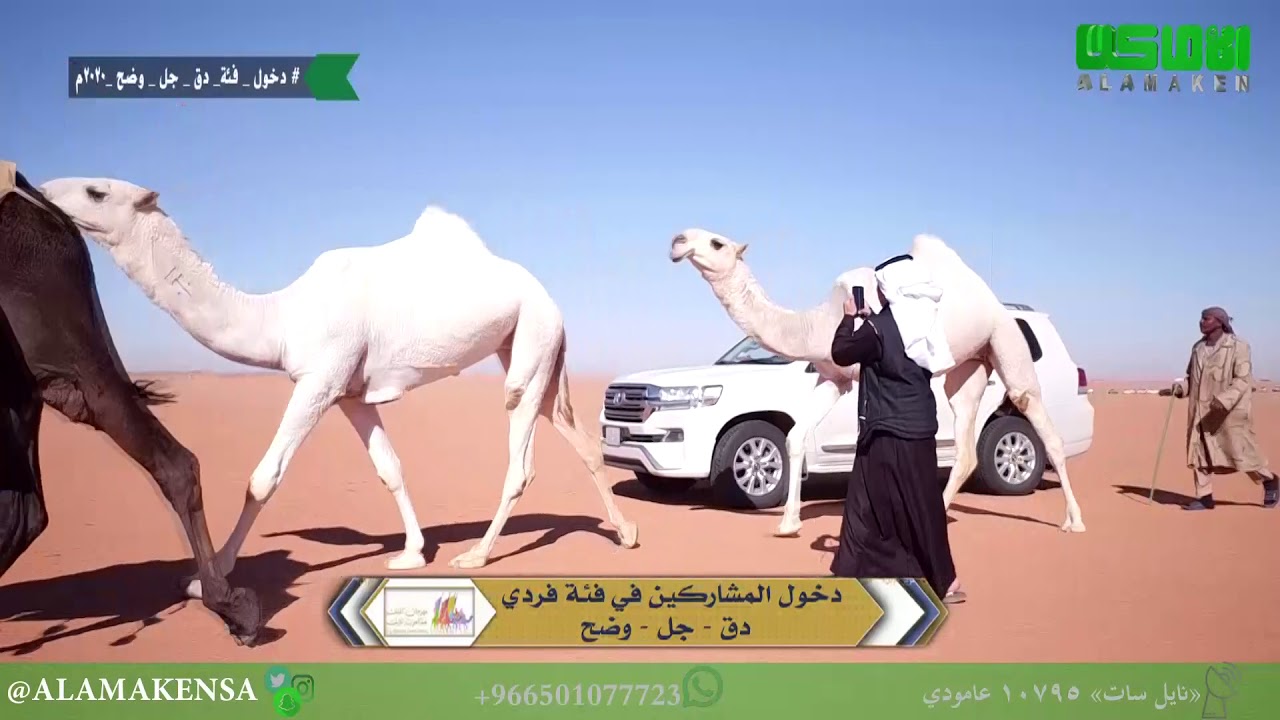 دخول المشاركين في فئة فردي دق - جل - وضح - يوم الاحد 22-12-2019 م