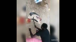 Celebrity How to Prepare Mudfish. Luos calls it Monye... By Candy Adams Profile