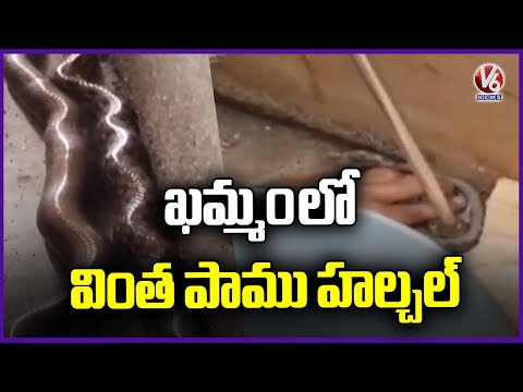 Snake Catcher Rescue Variety Snake in Khammam | V6 News - V6NEWSTELUGU