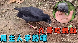 This starling deceives people too much! The owner took it to the mountain to see the ant nest