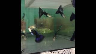 Championship Show Guppies HB Greens and HB Purples 6-15-17 Championship Show Guppies HB Greens and HB Purples 6-15-17