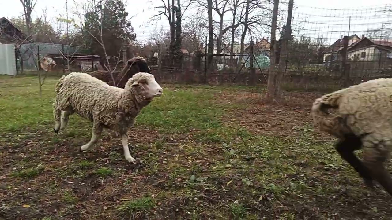 Úgy futnak, akár a lovak