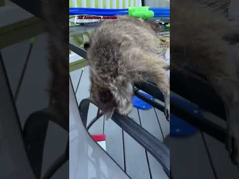 Drunk Raccoon Caught Passing Out After Raiding Moonshine Bottle