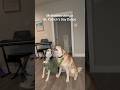 My huskies doing a St. Patrick’s Day dance! Mom made us wear green 🍀#funnydogvideos #stpattys