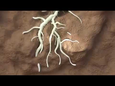 Video: Apakah nematoda mempengaruhi cacing tanah?