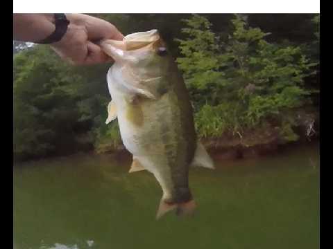 08/03/2026 Normandy Bass Fishing Trip – 15 bass on drippy day