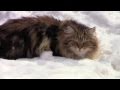 Siberian cats on the snow