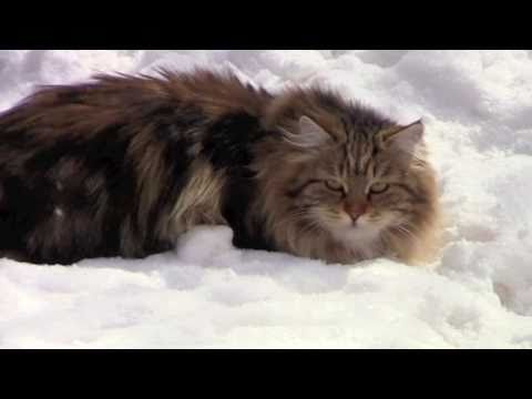 siberian-cats-on-the-snow