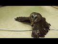 Cute little owl  your internet report 1