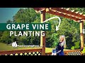 How to Plant and Train a New Grape Vine on an Arbor | Muscadine Grapes from FastGrowingTrees.com