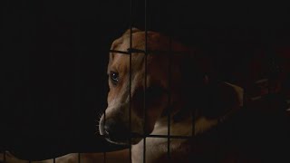 Jackson County Humane Society forced to become a kill shelter