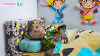 Cute Monkey Luby wakes up and goes to plant fruit